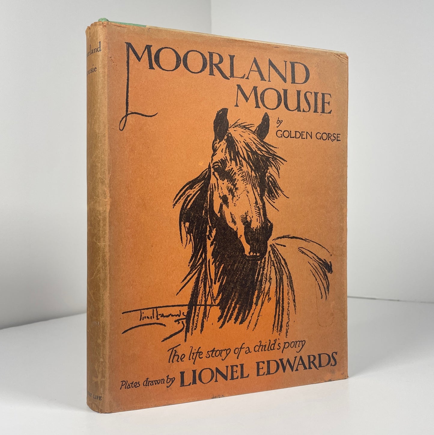 Moorland Mousie; Gorse, Golden