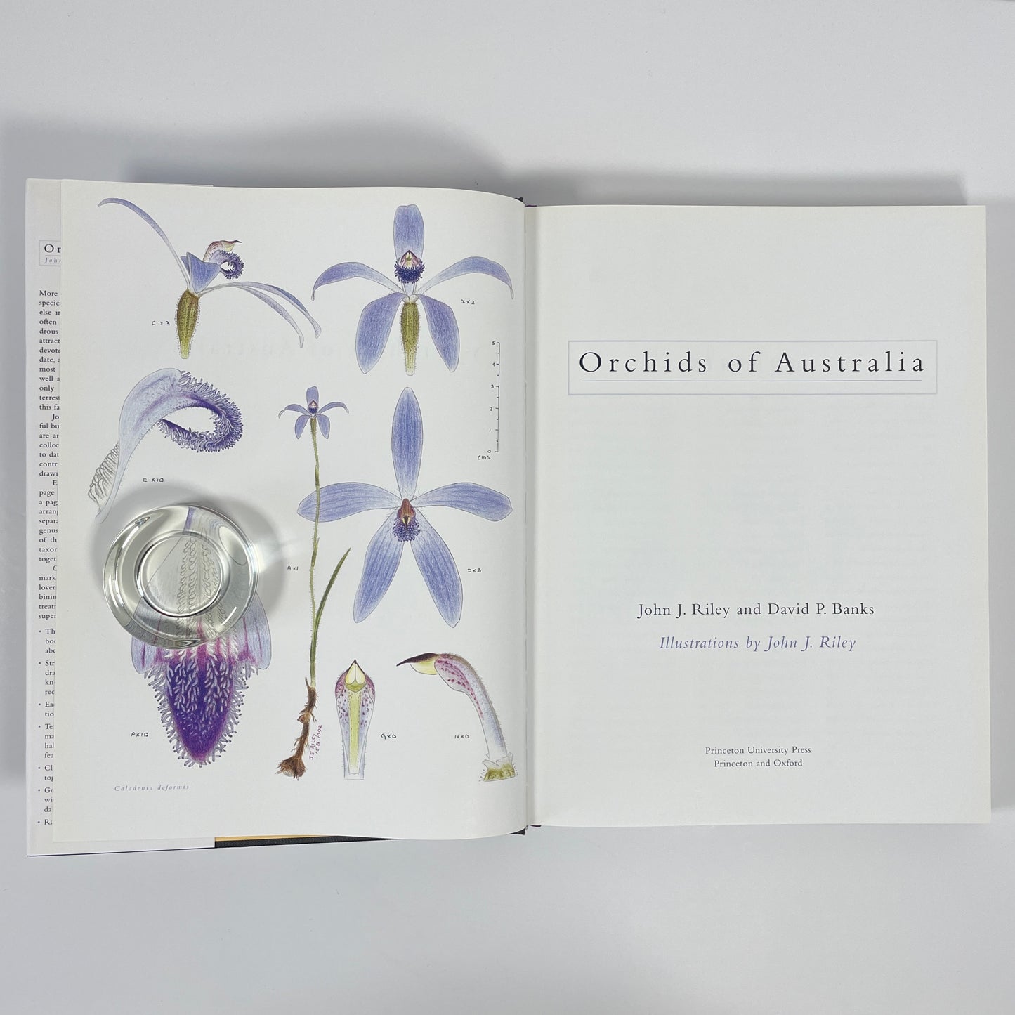 Orchids Of Australia; Riley, John J; Banks, David P